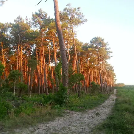Beach Surf Calm Forest Netflix